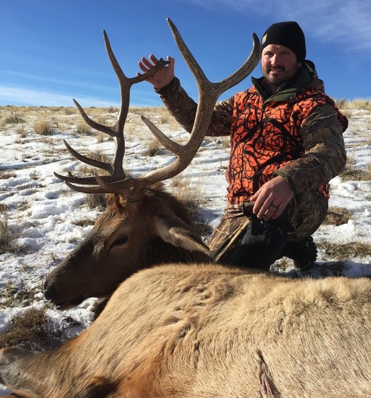 brow tined bull elk